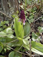 Orchis-purpurea_бутонизация